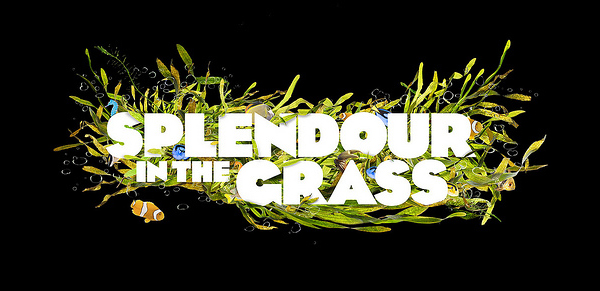 Museyon’s Guide To…Splendour in the Grass